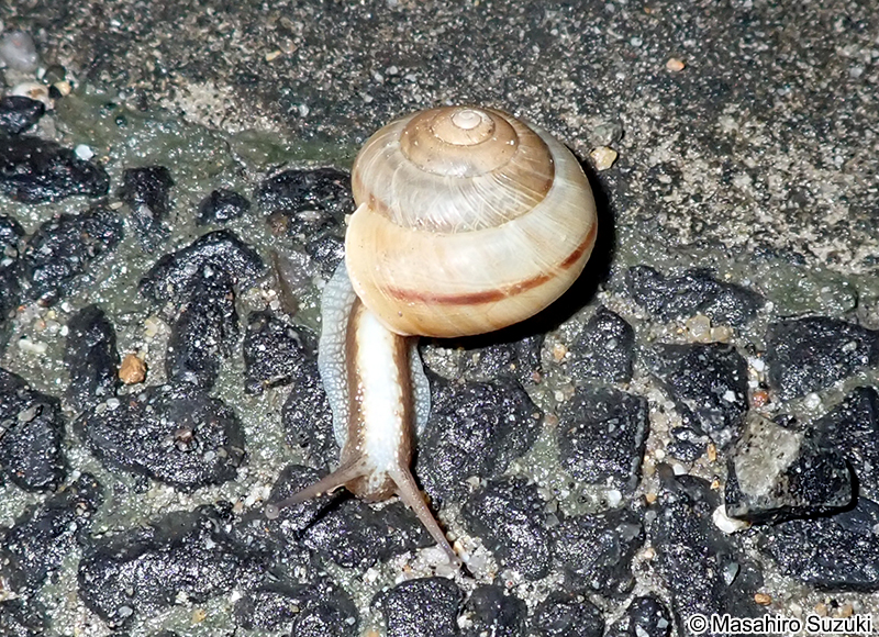 アワジマイマイ Euhadra peliomphala maritima