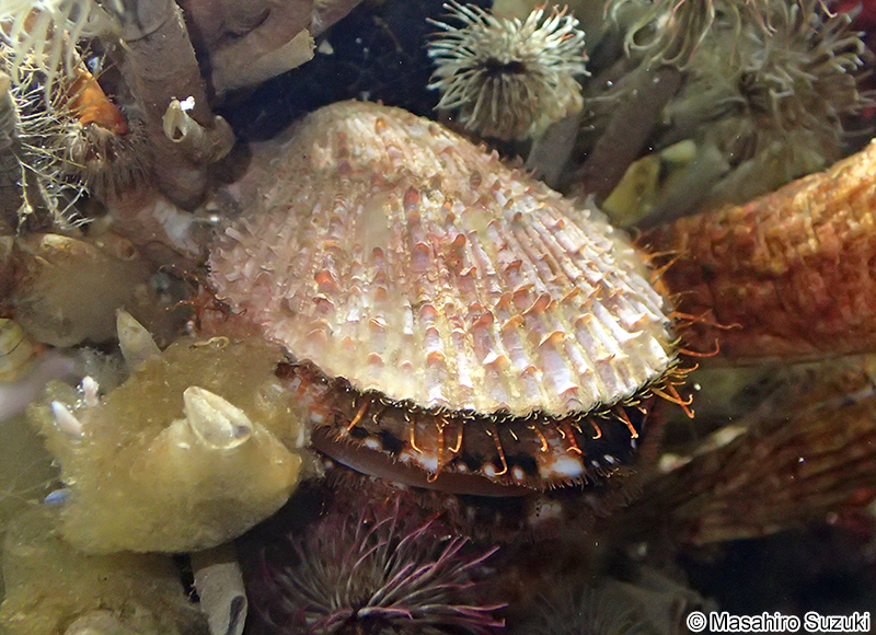 アカザラガイ Chlamys farreri akazara