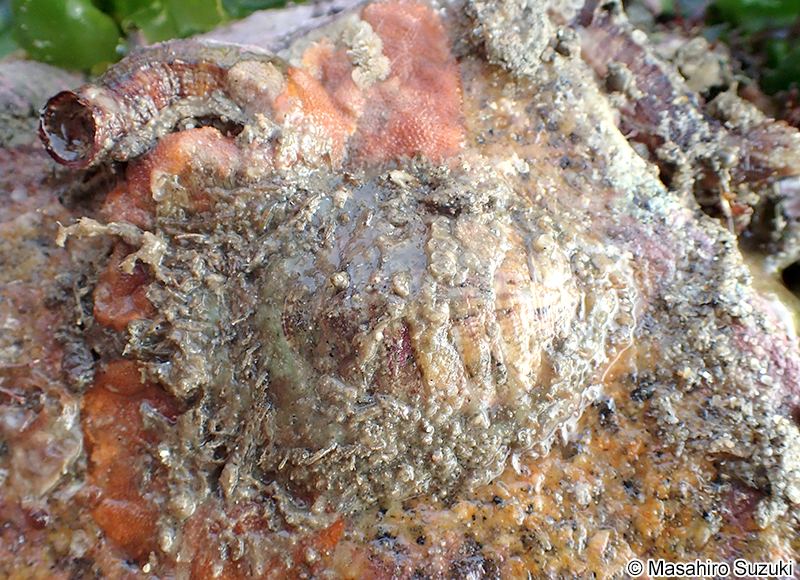 ババガセ Placiphorella stimpsoni