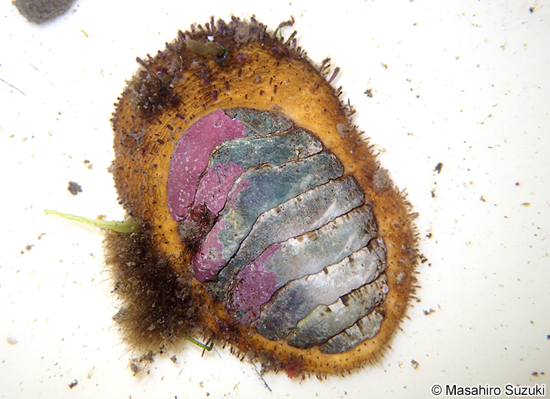 ババガセ Placiphorella stimpsoni