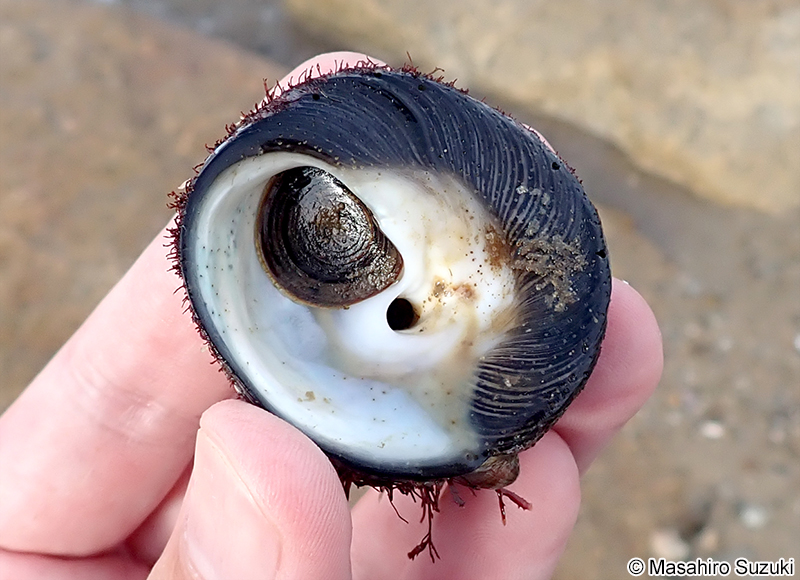 バテイラ Tegula pfeifferi pfeifferi