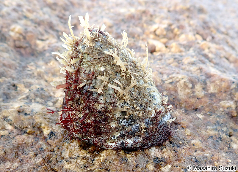 バテイラ Tegula pfeifferi pfeifferi