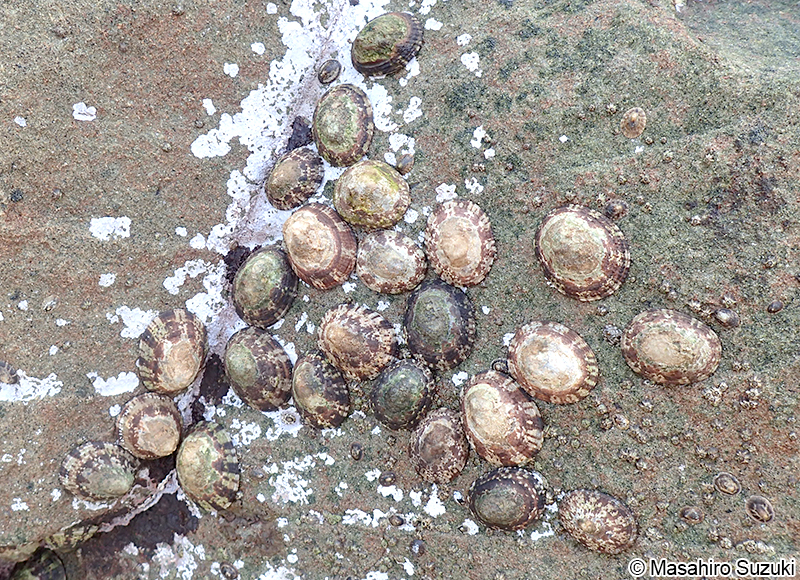 ベッコウガサ Cellana grata