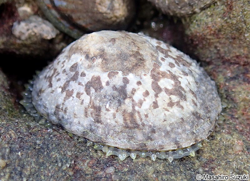 ベッコウガサ Cellana grata