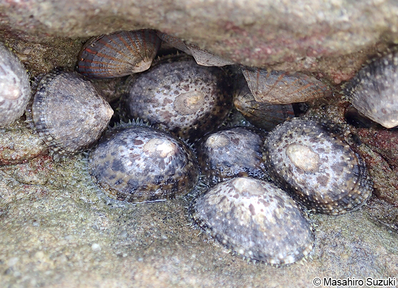 ベッコウガサ Cellana grata