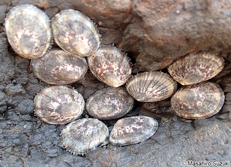 ベッコウガサ Cellana grata