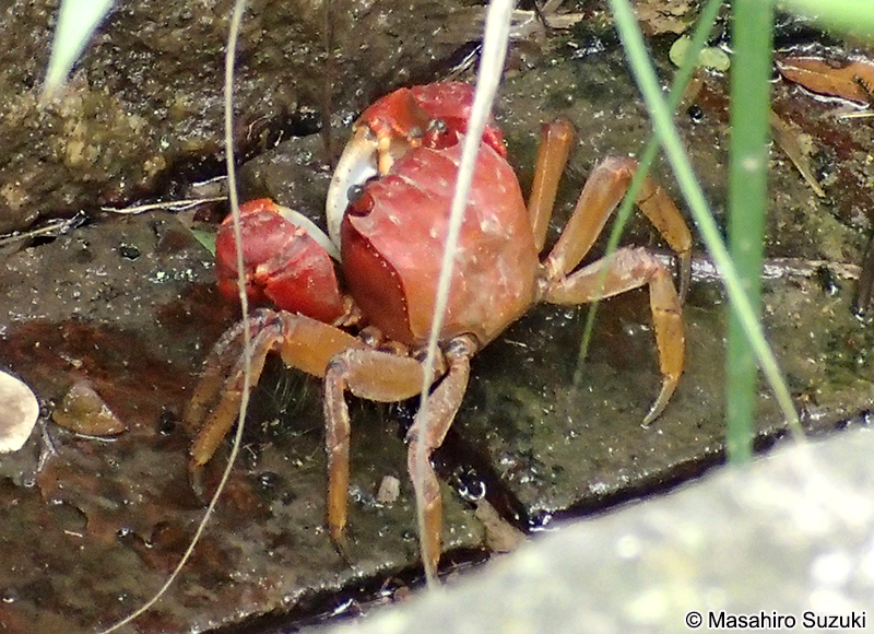 ベンケイガニ Sesarmops intermedius