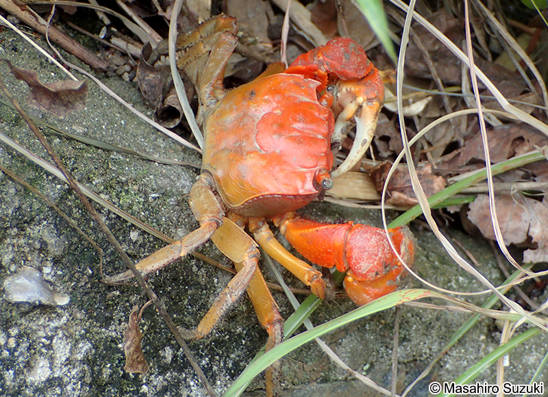 ベンケイガニ Sesarmops intermedius