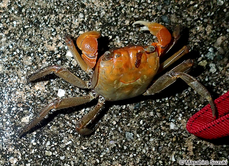 ベンケイガニ Sesarmops intermedius