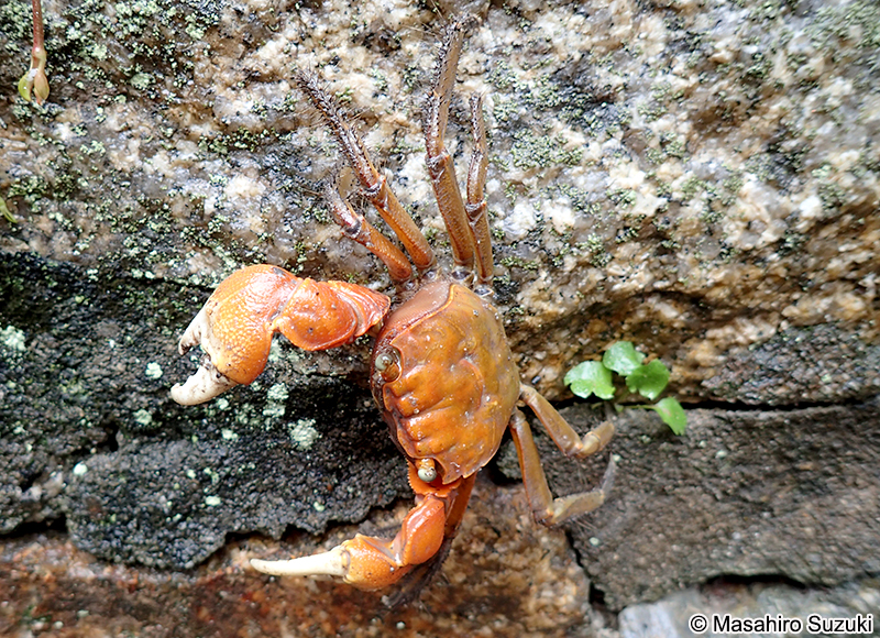 ベンケイガニ Sesarmops intermedius