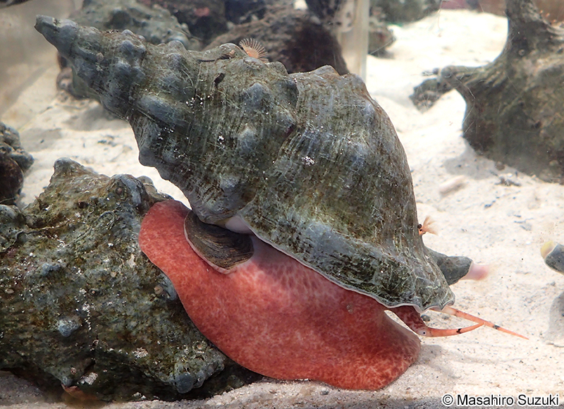 ボウシュウボラ Charonia lampas