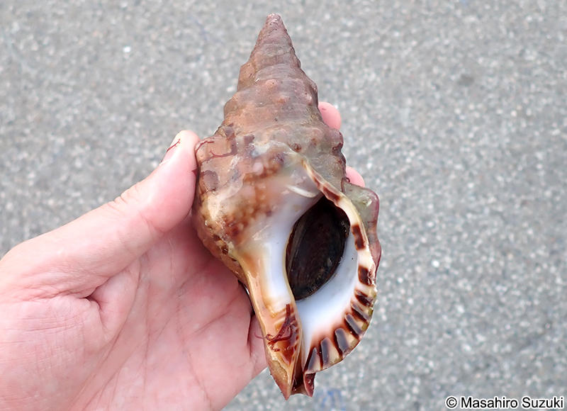 ボウシュウボラ Charonia lampas