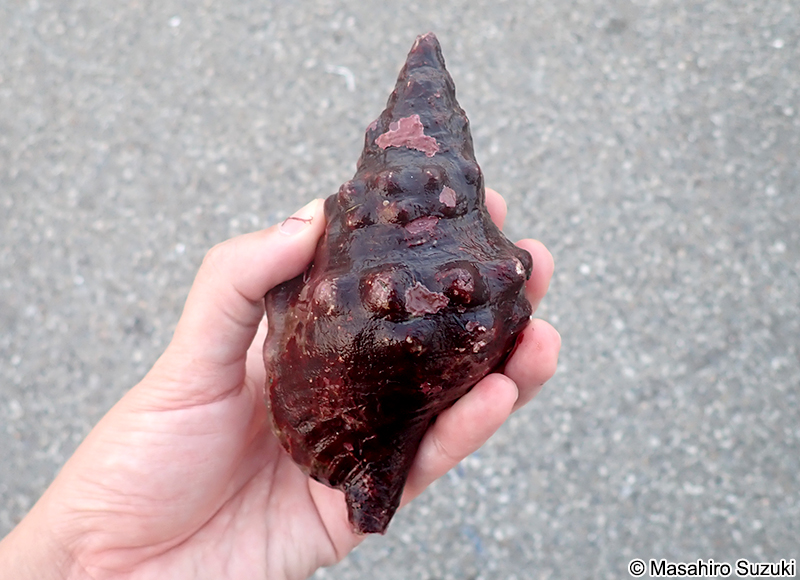 ボウシュウボラ Charonia lampas