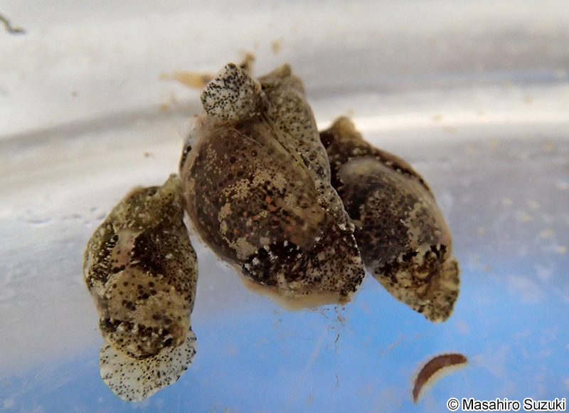 ブドウガイ Haloa japonica