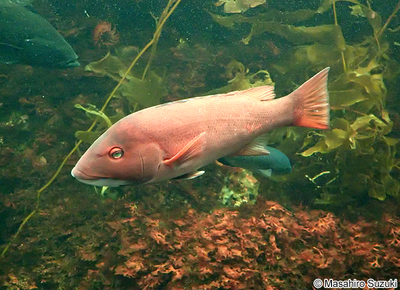 カリフォルニアヒツジベラ Semicossyphus pulcher