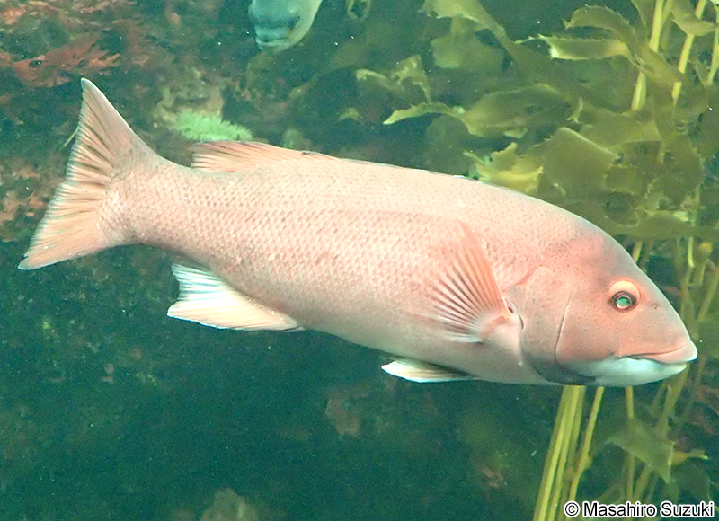 カリフォルニアヒツジベラ Semicossyphus pulcher