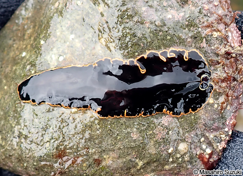 カリオヒラムシ Callioplana marginata