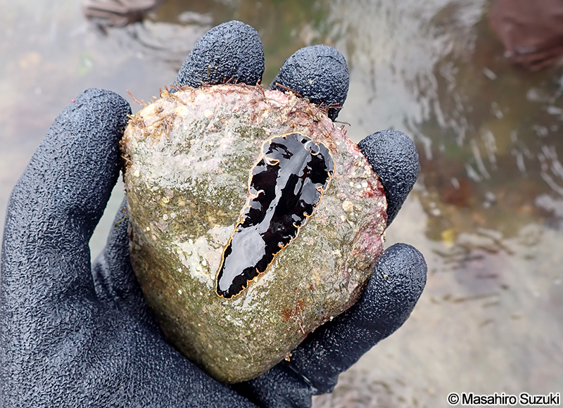 カリオヒラムシ Callioplana marginata