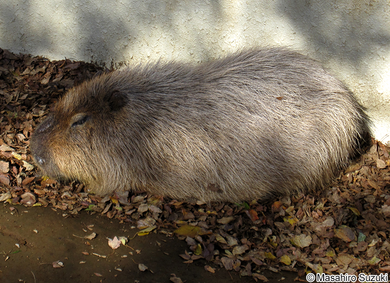 カピバラ Hydrochoerus hydrochaeris