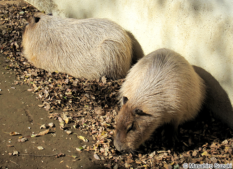 カピバラ Hydrochoerus hydrochaeris