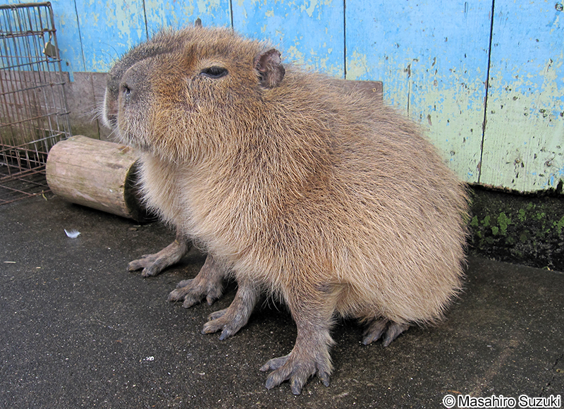 カピバラ Hydrochoerus hydrochaeris