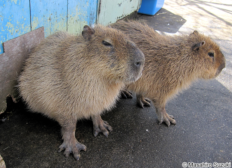 カピバラ Hydrochoerus hydrochaeris