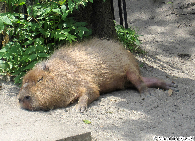 カピバラ Hydrochoerus hydrochaeris