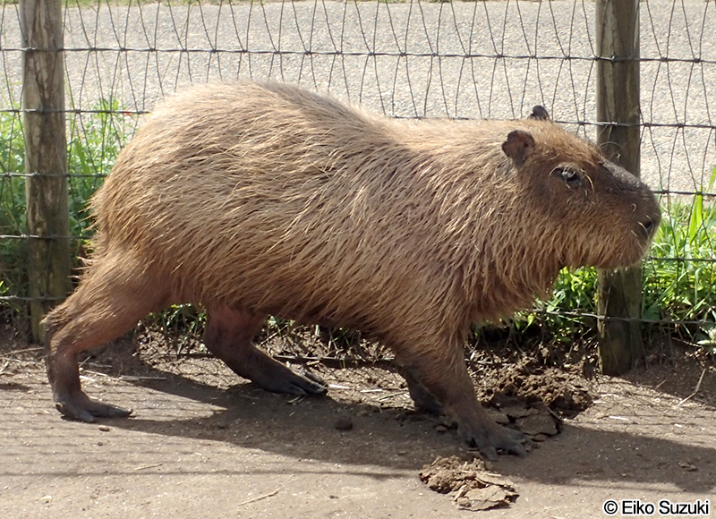 カピバラ Hydrochoerus hydrochaeris