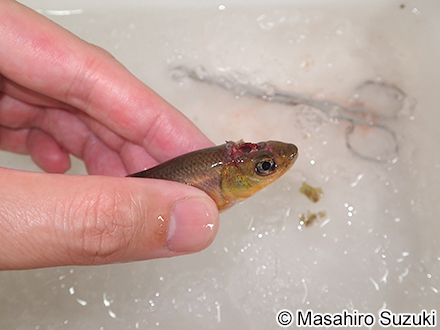 カワムツの解剖