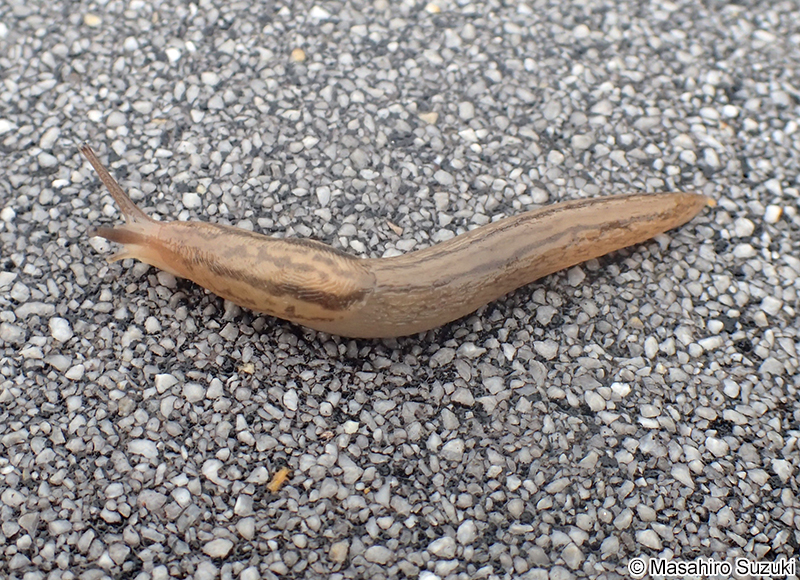 チャコウラナメクジ Ambigollimax valentianus