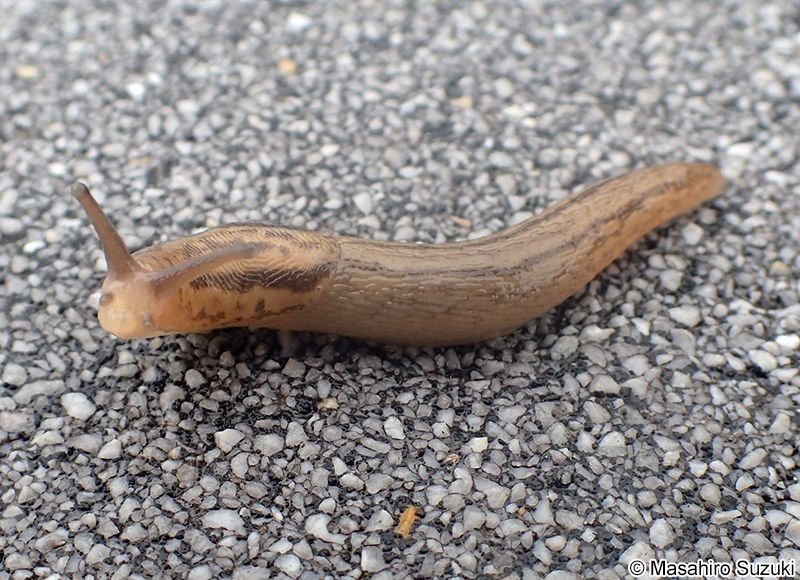 チャコウラナメクジ Ambigollimax valentianus
