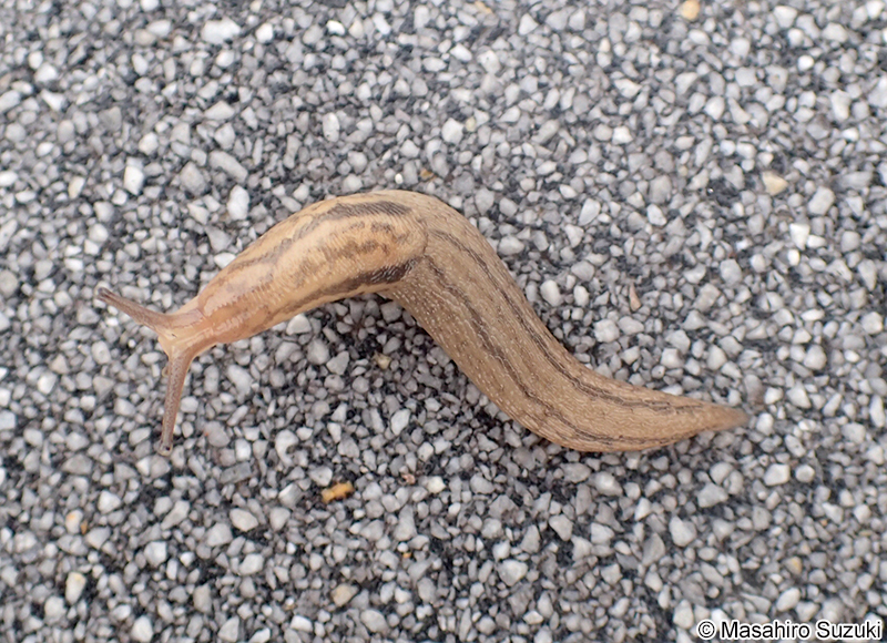 チャコウラナメクジ Ambigollimax valentianus