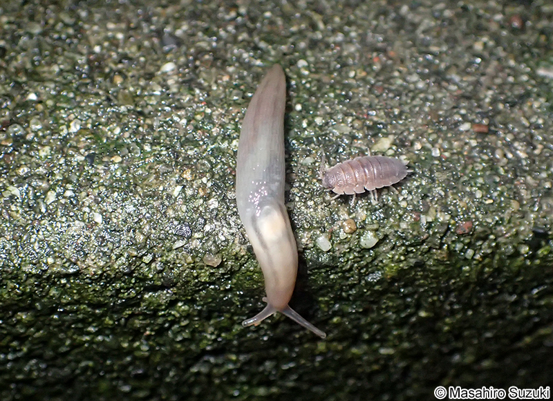 チャコウラナメクジ Ambigollimax valentianus