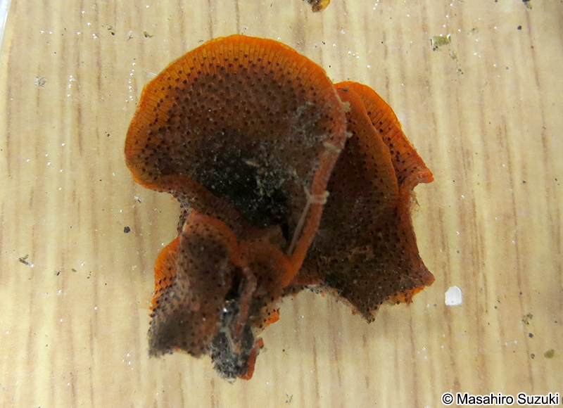 広義のチゴケムシ Watersipora subovoidea sensu lato