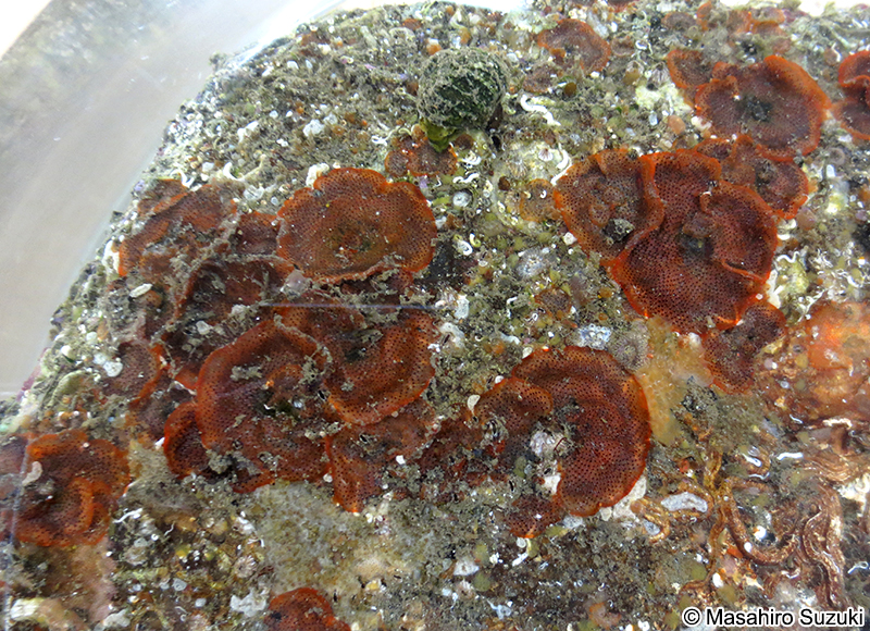 広義のチゴケムシ Watersipora subovoidea sensu lato