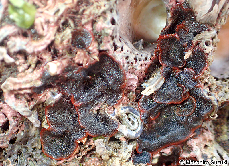 広義のチゴケムシ Watersipora subovoidea sensu lato