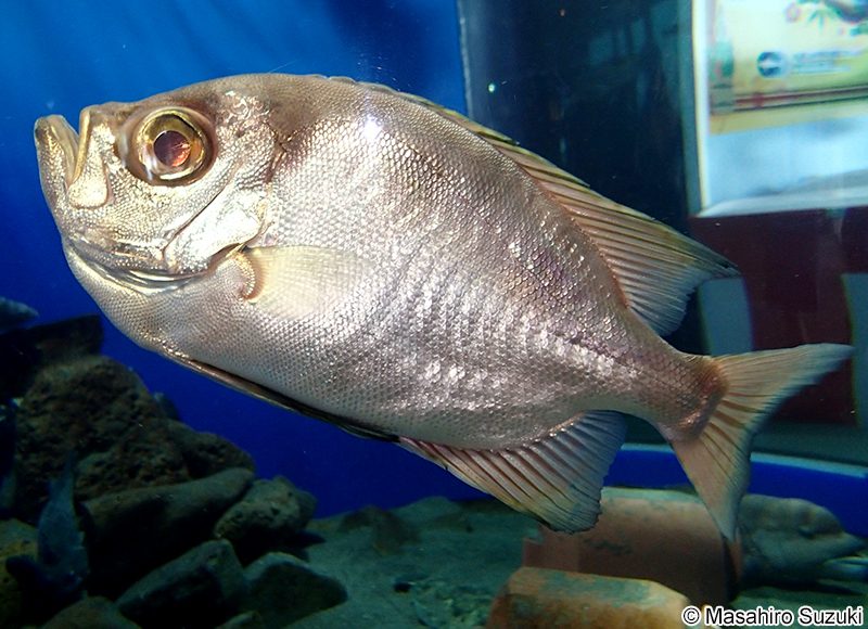 チカメキントキ Cookeolus japonicus
