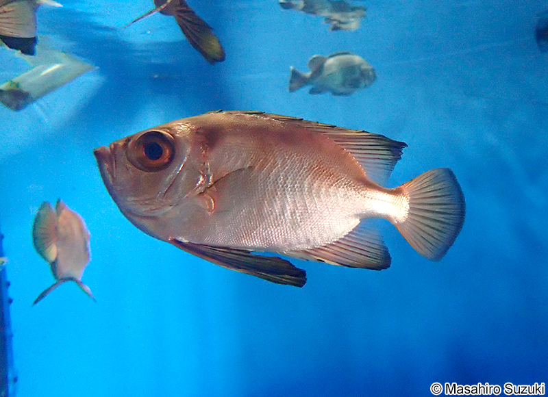 チカメキントキ Cookeolus japonicus