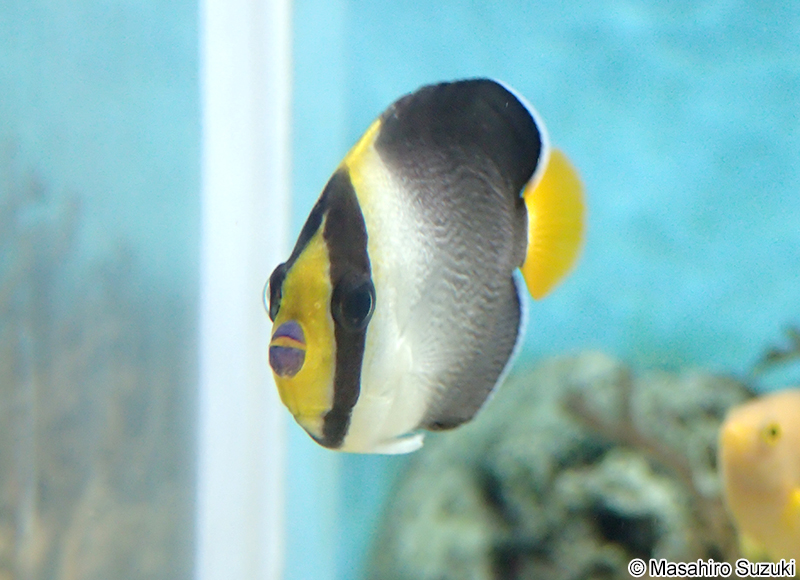 チリメンヤッコ Chaetodontoplus mesoleucus