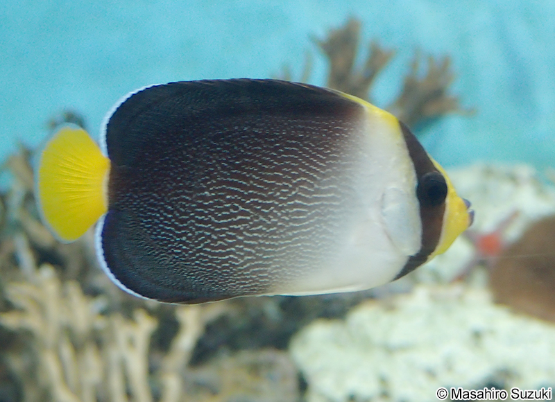 チリメンヤッコ Chaetodontoplus mesoleucus