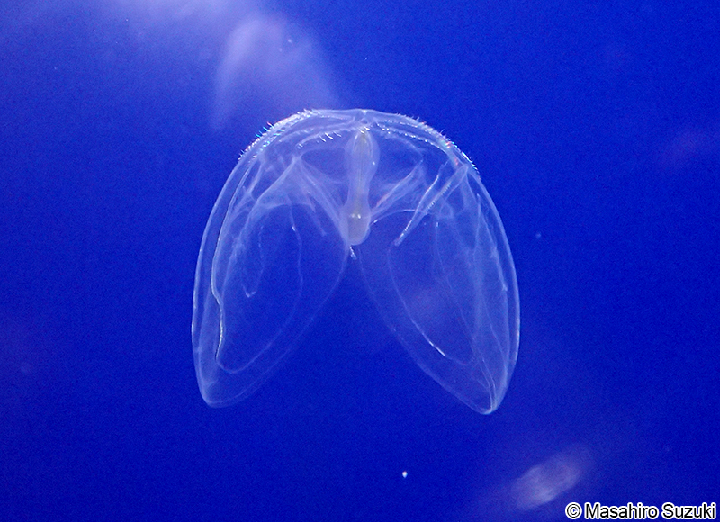 チョウクラゲ Ocyropsis fusca