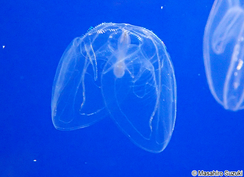 チョウクラゲ Ocyropsis fusca