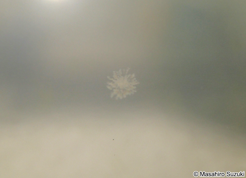 テマリワムシ Conochilus hippocrepis