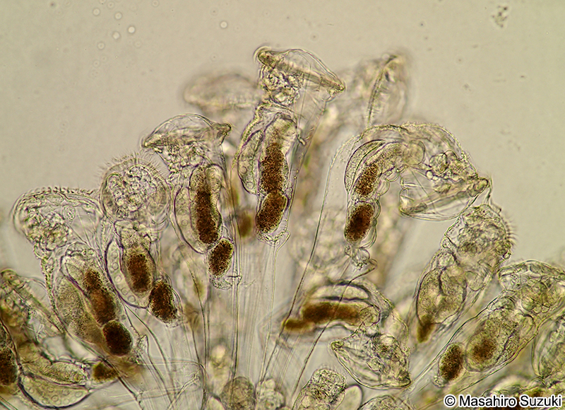 テマリワムシ Conochilus hippocrepis