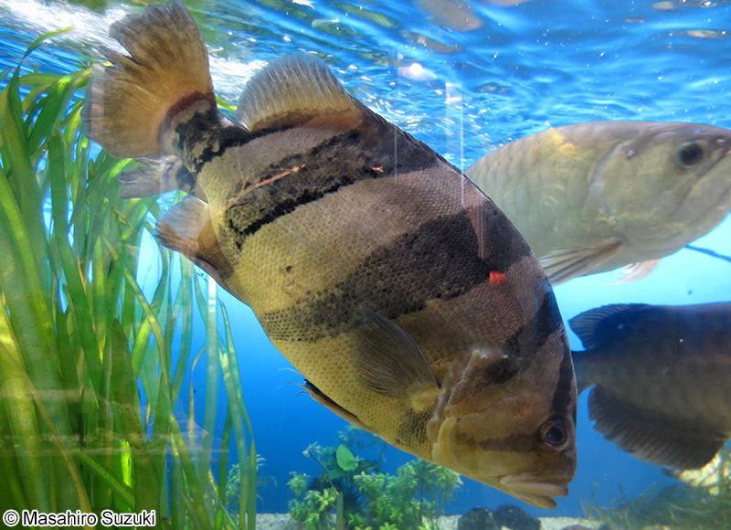 シャムタイガーフィッシュ Datnioides pulcher