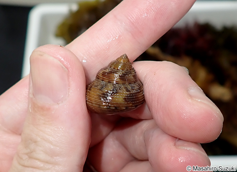 エビスガイ Tristichotrochus unicus