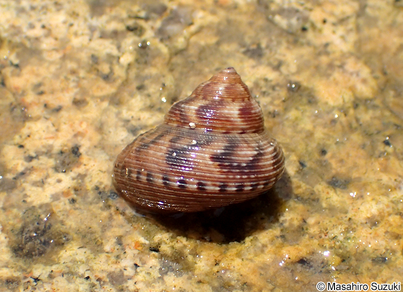 エビスガイ Tristichotrochus unicus