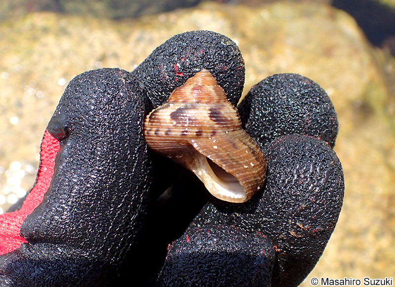 エビスガイ Tristichotrochus unicus