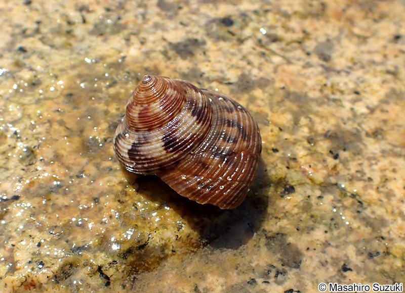 エビスガイ Tristichotrochus unicus
