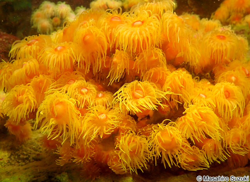 エダイボヤギ Dendrophyllia coccinea